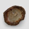 PETRIFIED WOOD - Image 5