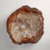 PETRIFIED WOOD - Image 4