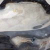 GREY AGATE - Image 4